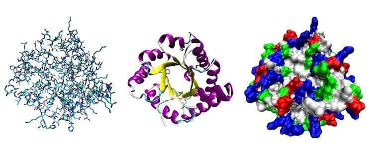 Protein Sequence Analysis and Function Prediction